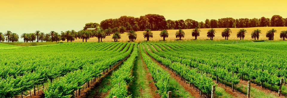 Beautiful countryside and exquisite wines